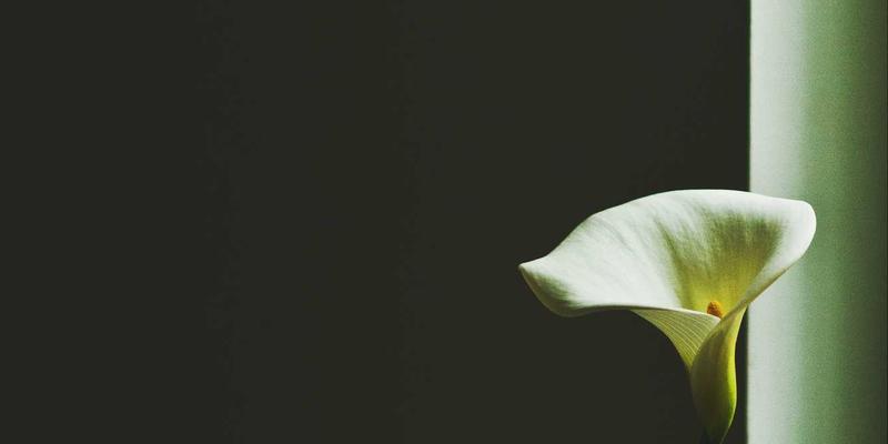 富裕县乡土人才培育与回流政策激励：打造乡村振兴的‘本土引擎’ | 富裕资讯