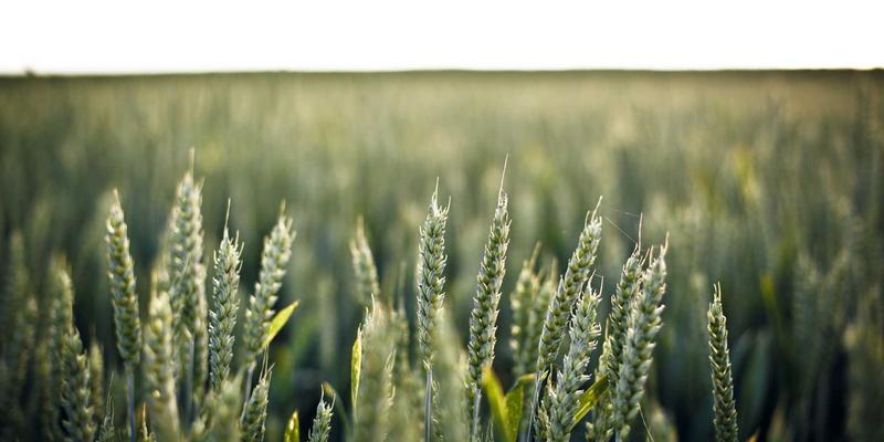 富裕县畜牧业发展优势与市场拓展路径：依托富裕信息港与便民服务打造区域产业高地