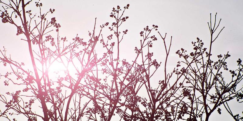 富裕县盐碱地综合治理与特色作物种植：生态修复与农业增效的双赢之路
